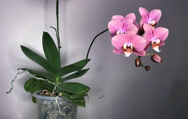 Orchidea Phalaenopsis da herebutnot.com