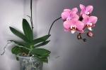 Orchidea Phalaenopsis da herebutnot.com