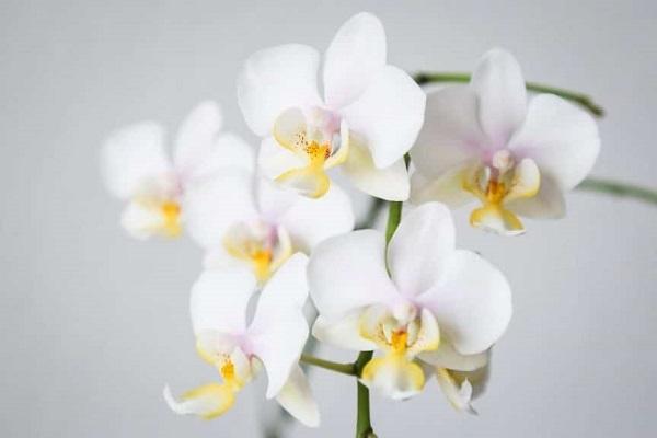 Orchidea Phalaenopsis bianca da smartgardenguide.com