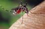 Zanzariere per proteggersi da zanzare e insetti dentro casa