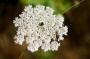 Cicuta maculata, dettaglio del fiore