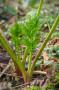 Cicuta maculata, simile al prezzemolo e alla carota