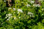 Cicuta maculata, fiori bianchi