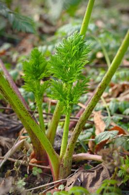 La cicuta maculata è una pianta velenosa e può essere scambiata con il prezzemolo