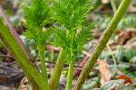 La cicuta maculata è una pianta velenosa e può essere scambiata con il prezzemolo