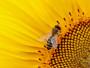 Piante che attirano le api e favoriscono l'impollinazione