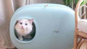 Toilette per gatti: igiene e design dentro casa