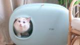 Toilette per gatti