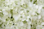 Ortensia Annabelle fioritura bianca
