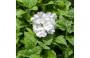 Verbena bianca da ncfarmsinc.com