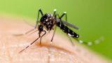 Difendersi dalle zanzare in casa