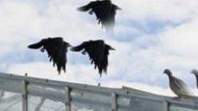 Danni provocati dai volatili