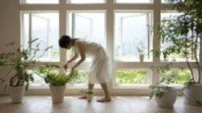 Piante da interni e depurazione dell'aria
