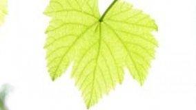 Foglia solare artificiale