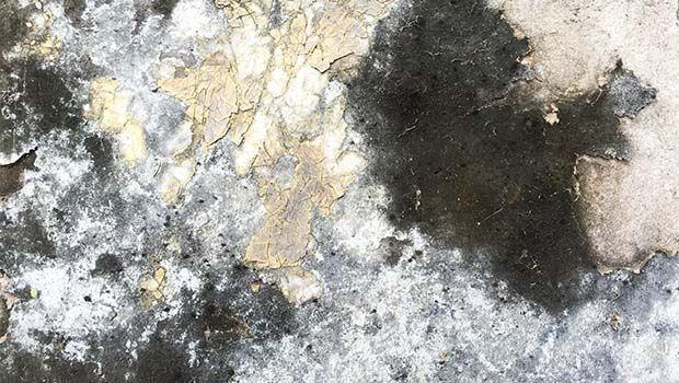 Risanamento umidità Muffa di risalita