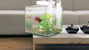 Piccoli acquari d'arredo