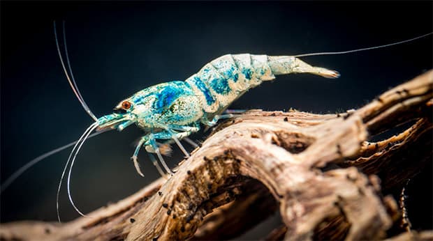 Gamberetto ornamentale d'acqua dolce