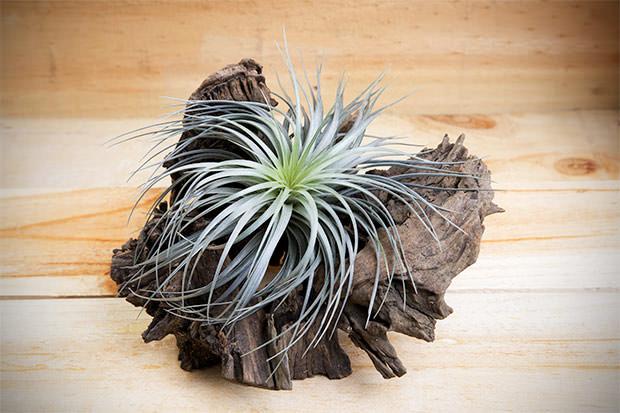 Tillandsia pianta antismog Piante contro l umidità