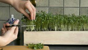 Micro gardening da interno: consigli utili per ortaggi a km0
