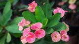 Euphorbia: coltivazione e cura