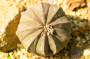 Euphorbia obesa, la pianta panciuta