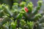 Euphorbia: come effettuare la potatura