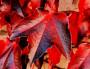 Vite canadese: il colore delle foglie in autunno