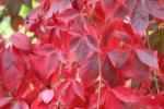 Vite ornamentale a foglie rosse