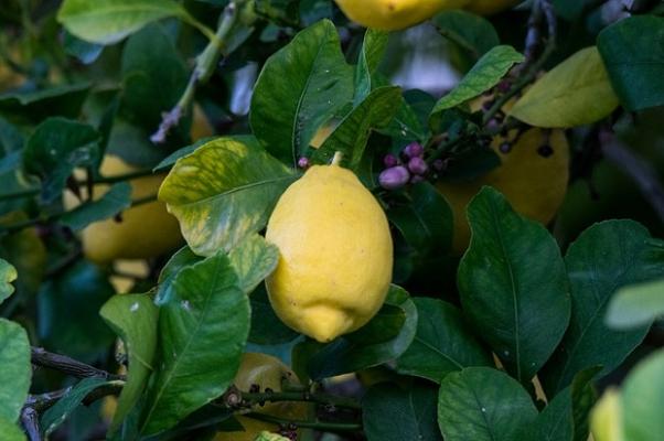 Come riparare il limone in inverno