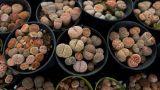 Lithops, le piante grasse che somigliano alle pietre
