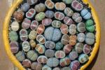 Mix di Lithops in vaso: semi su Amazon