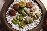 Piante di Lithops in vaso