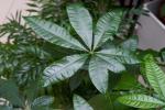 Pachira acquatica, pianta sempreverde tropicale
