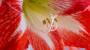 Bulbi autunnali: Amaryllys Hippeastrum - Fonte foto: Unsplash