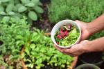 Piante da coltivare in autunno: rape e insalata - Fonte foto: Unsplash