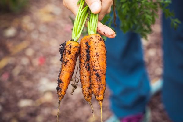 Coltivare gli ortaggi in autunno: le carote - Fonte foto: Unsplash