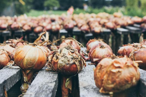Piante da coltivare in autunno: le cipolle - Fonte foto: Unsplash