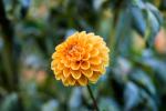Fiori autunnali: crisantemo - Fonte foto: Unsplash