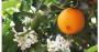 Fiori d'arancio da garden.centr.gr