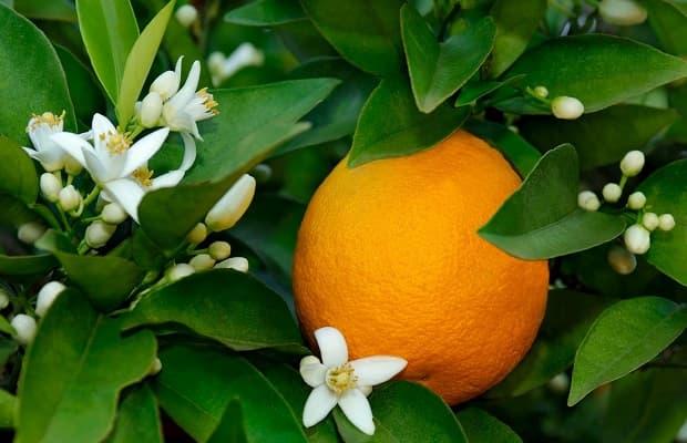 Frutto di fiore d'arancio