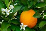 Frutto di fiore d'arancio
