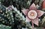 Orbea Variegata fiore da zacsvalley.com