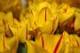 LA bellezza del tulipano sta anche nella sua estrema varietà di colorazioni. 