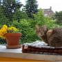 Rete protezione balcone per gatti, da zooplus.de 
