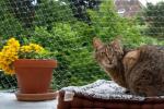 Rete protezione balcone per gatti, da zooplus.de