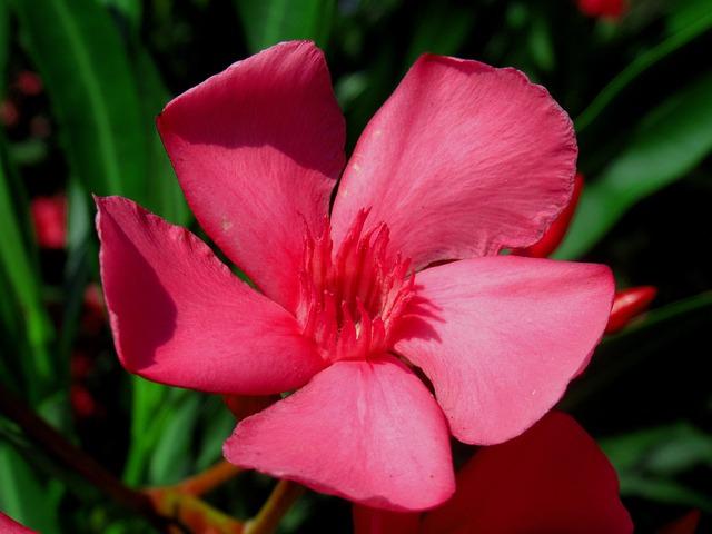 Fiore rosso di oleandro.