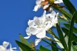I fiori bianchi di oleandro sono quelli che si vedono di più sulle autostrade.