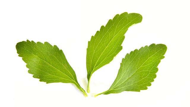 Dettaglio foglie di stevia