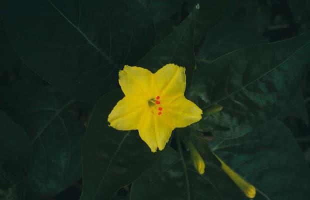 Bella di notte fiore giallo