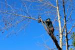 Il metodo del tree climbing è utile per la rimozione di rami molto alti